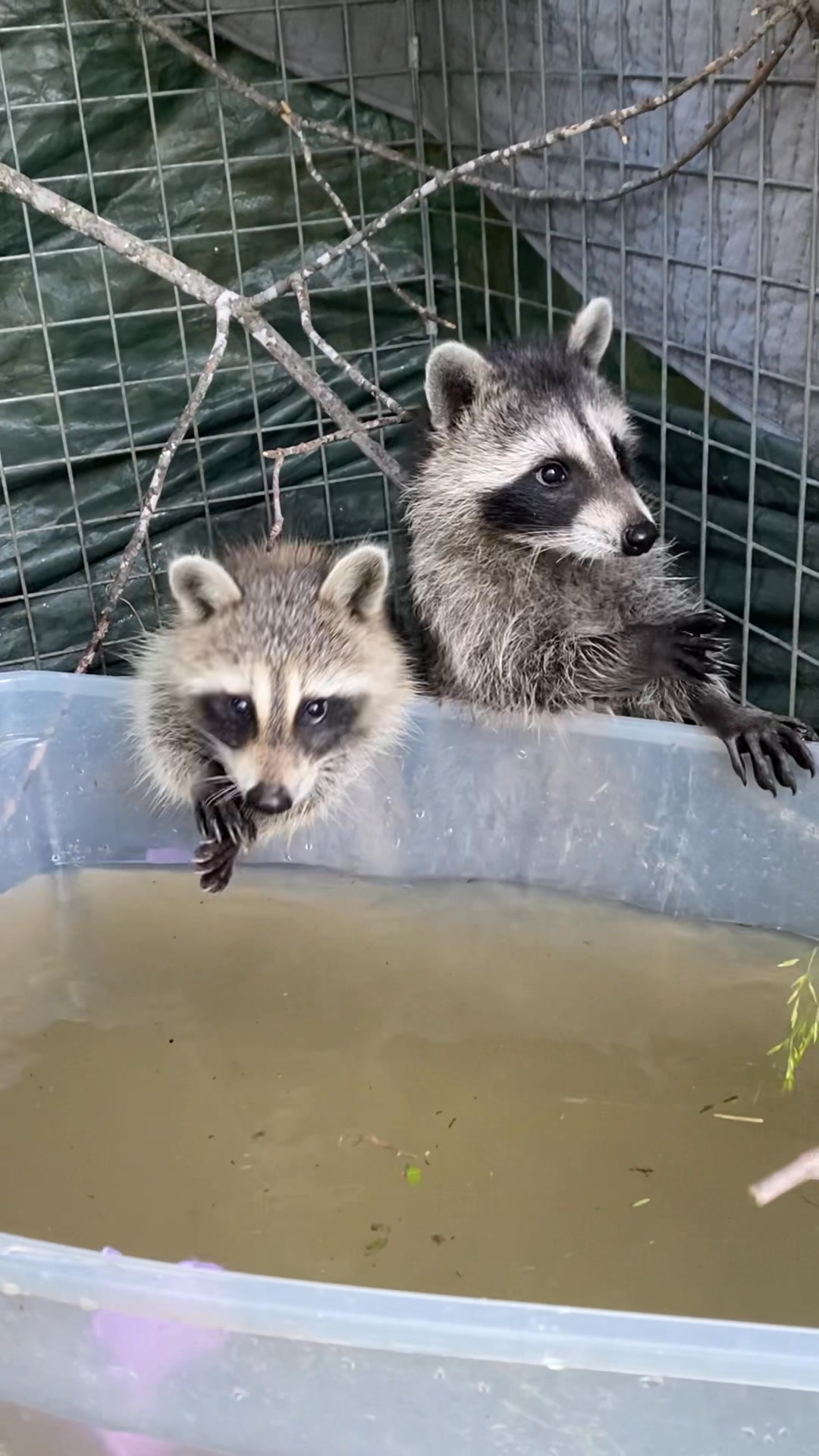 #raccoon swimming / fishing class 🦝🎣 the success of rehabilitation is ...