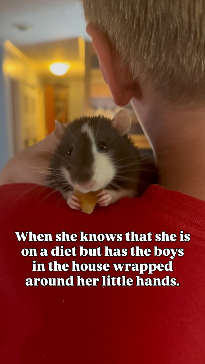 Sweet girl is determined to find away around her diet. That includes ...