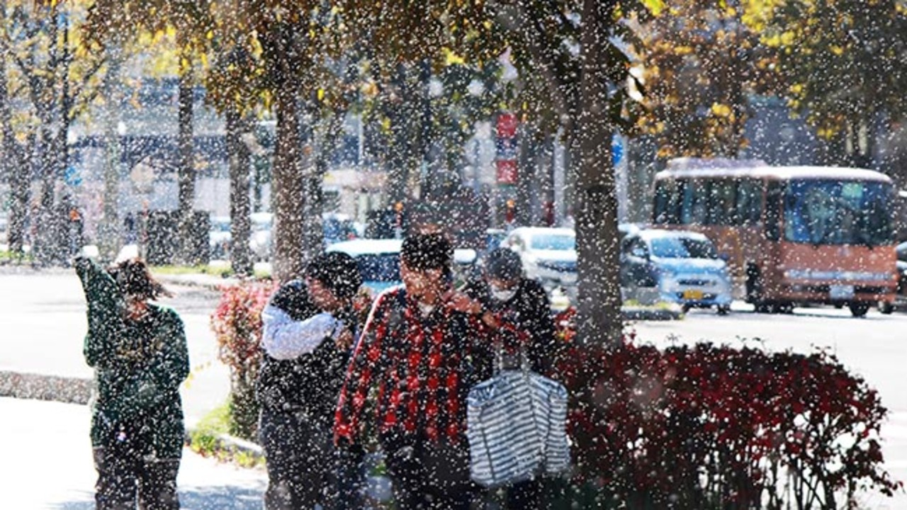 雪 虫 大量 発生