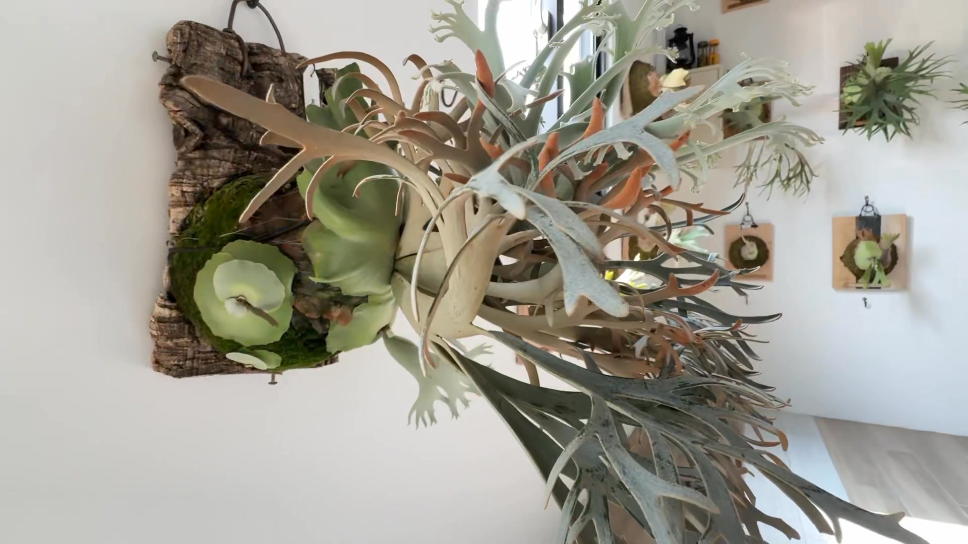P.Willinckii Elves侏儒波哥特選株當初跟藍皇后是同來源目前市面上還少 