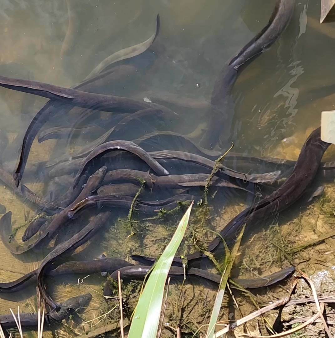 A whole school of longfin eels right in front of us! 🐍🐍🐍 These native ...