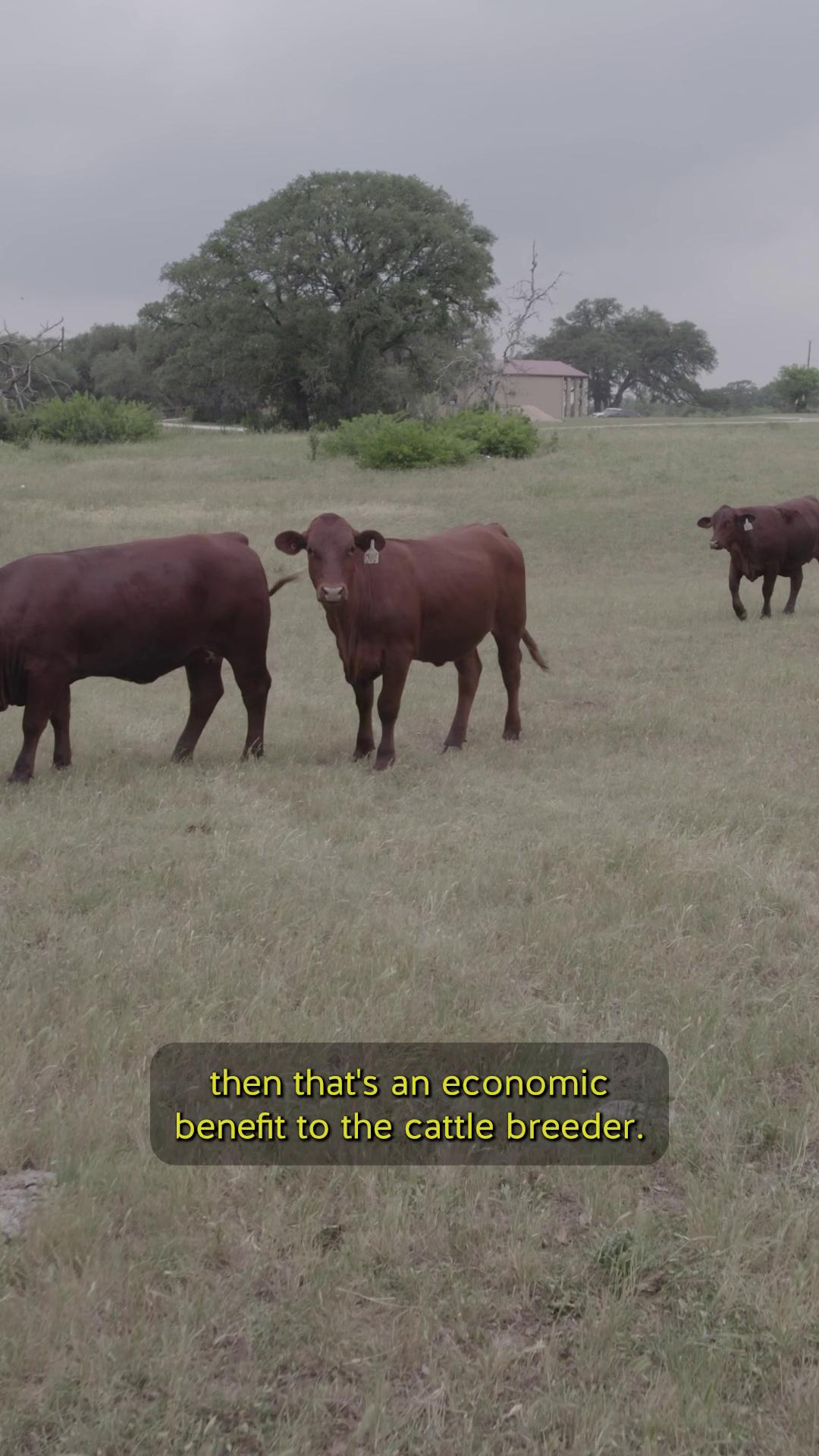 Inside the Freeman Center's new cow-calf herd building project, TXST ...
