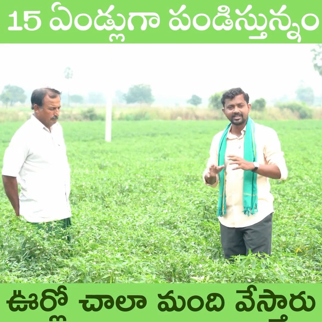 15 ఏండ్లుగా పండిస్తున్నం ఊర్లో చాలా మంది వేస్తారు #rythubadi # ...