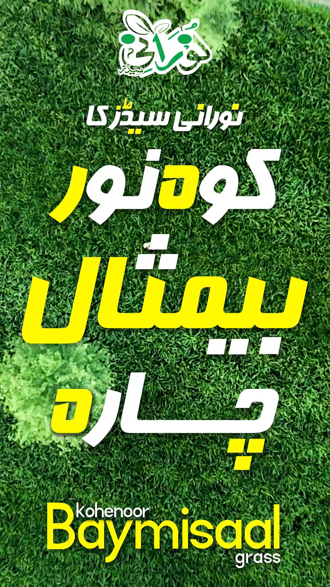 🌾 کوہ نور ہائبرڈ BMR 313 سورگم 🌾 گرمیوں کا سپر چارہ — زیادہ پیداوار اور ...