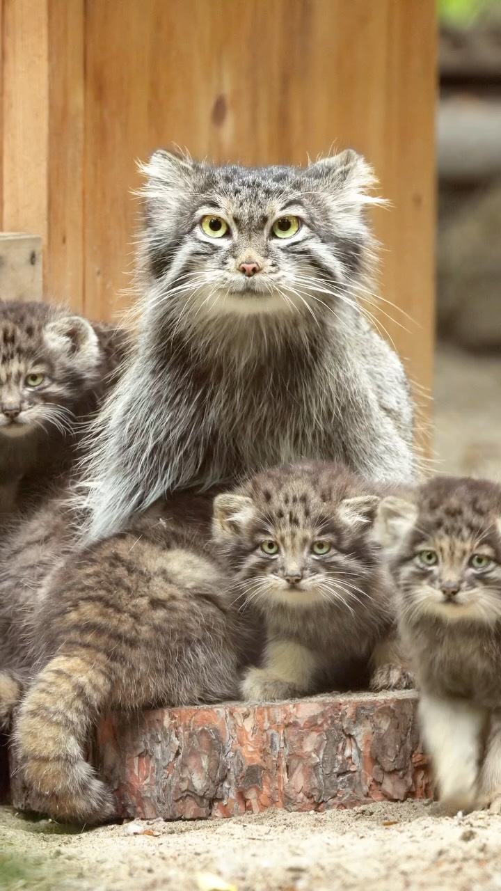 ⚡Manulization confirms: Boris the fluffy Manul Tsar of Krasnoyarsk ...