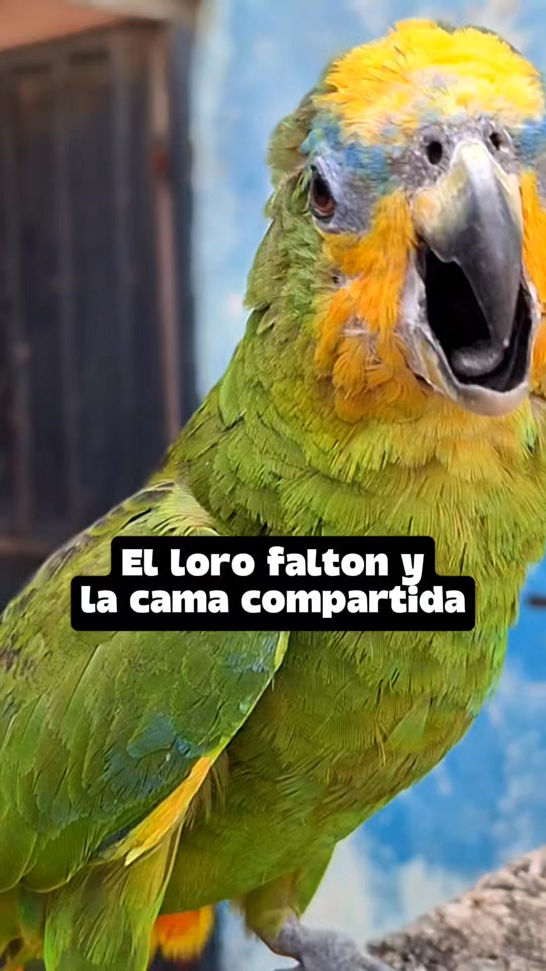 Las ocurrencias del loro falton #20 #humor #comedia | ErrChamo Cristian ...