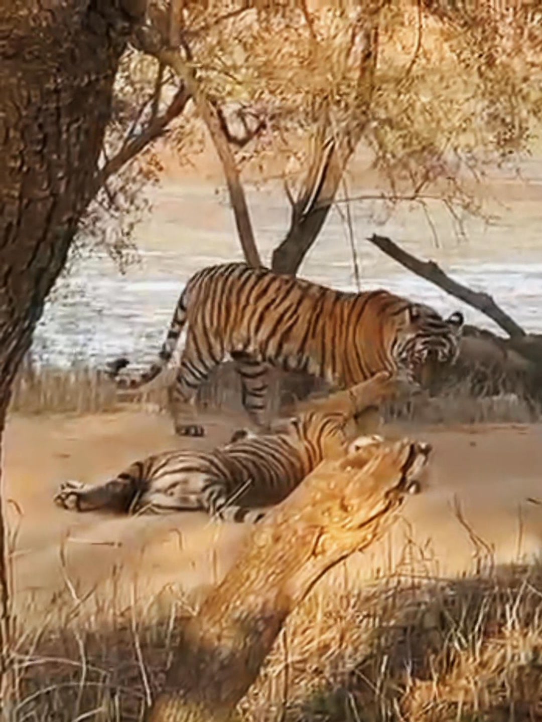 ZONE 3 Riddhi Tigress 124 Krishna 19 Daughter & Arrowhead 84 Sister of ...