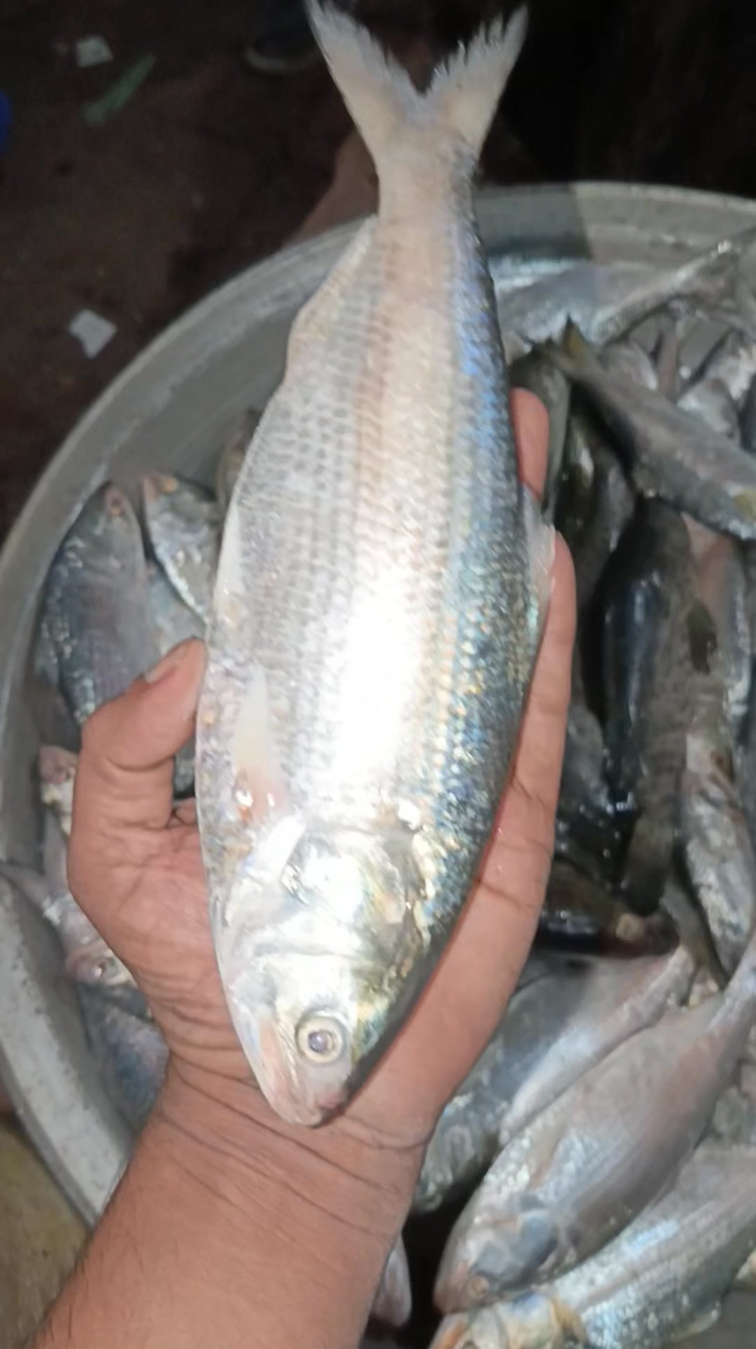 Palla Fish, Hilsa Machli For Orders 03433482117 #fypシ゚viralシfypシ゚シ #fyp ...