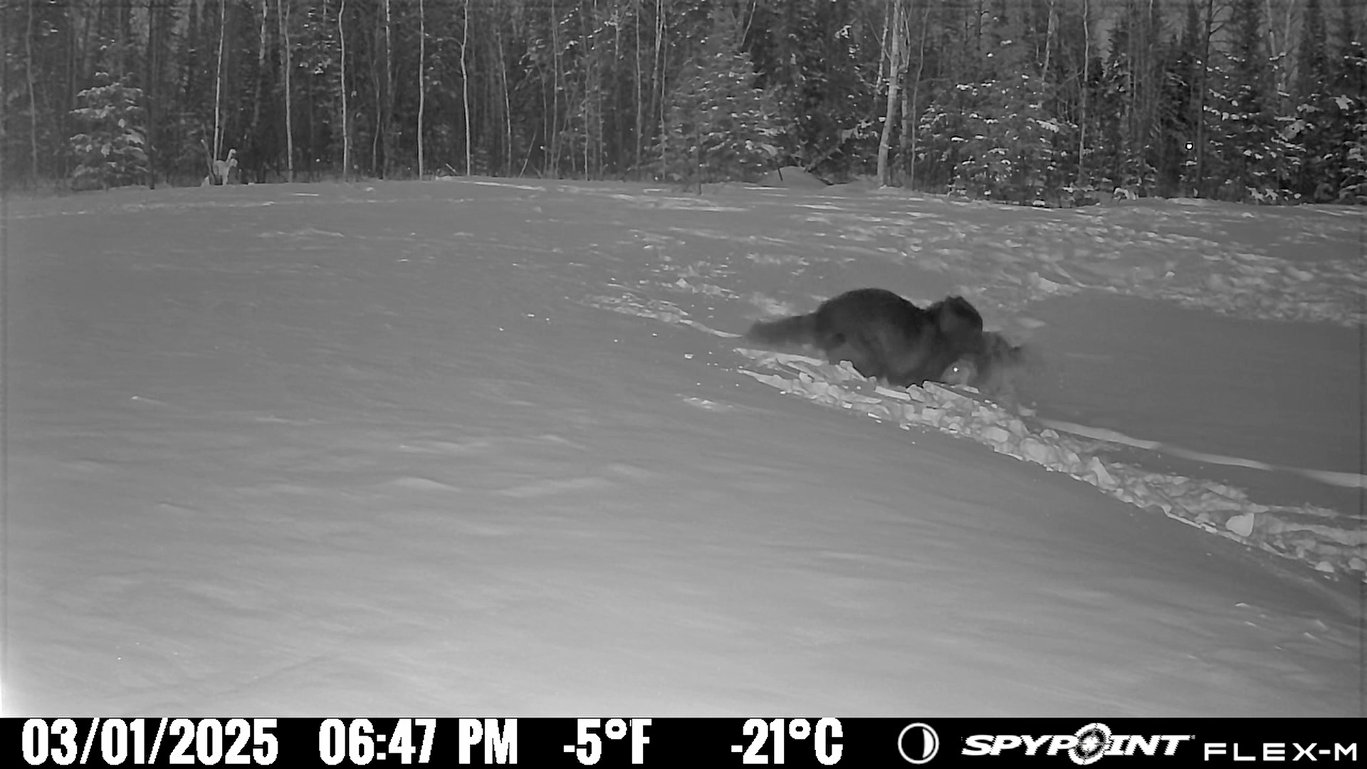 Welcome to Trailcam Tuesdays. Here's a little clip from one of our ...