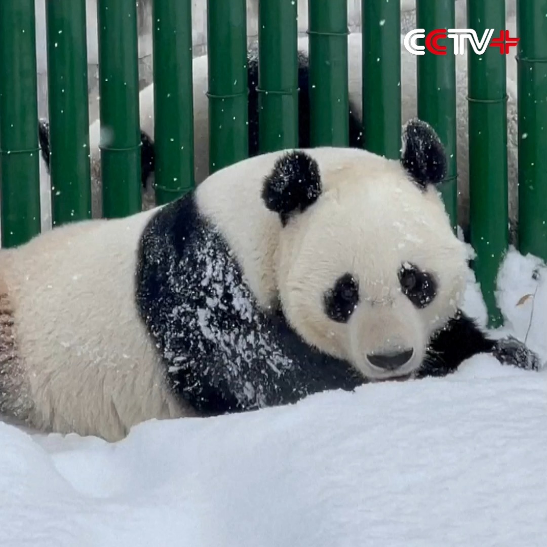 Qi Zai, the world's sole brown-colored giant panda in captivity