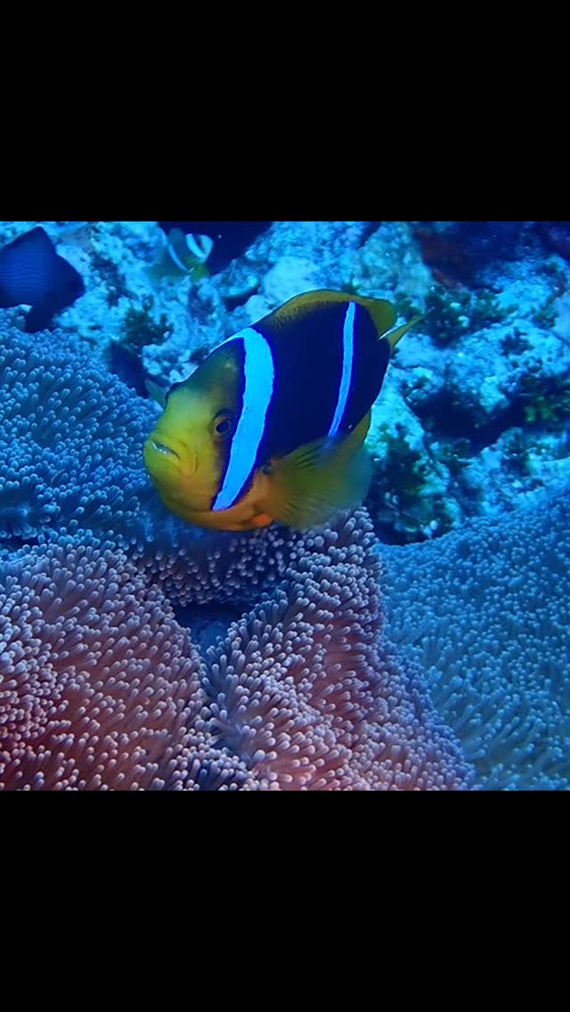 OLYMPUS#OMSYSTEM#TG7##グアム#Guam#DAIVING#ダイビング#水中写真#水中