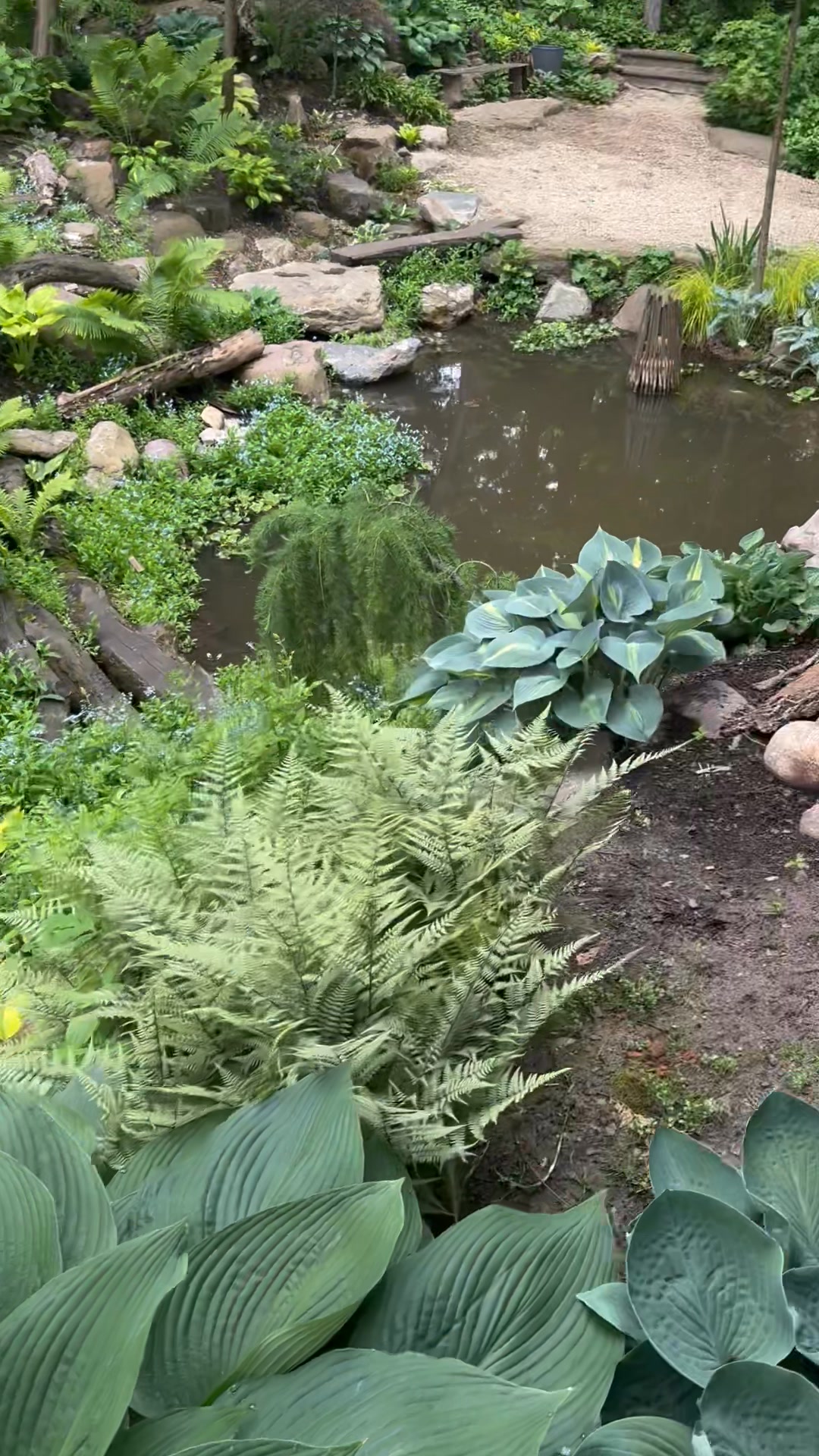 Take a 10 minute garden tour through the Hosta Ravine with Dave ...