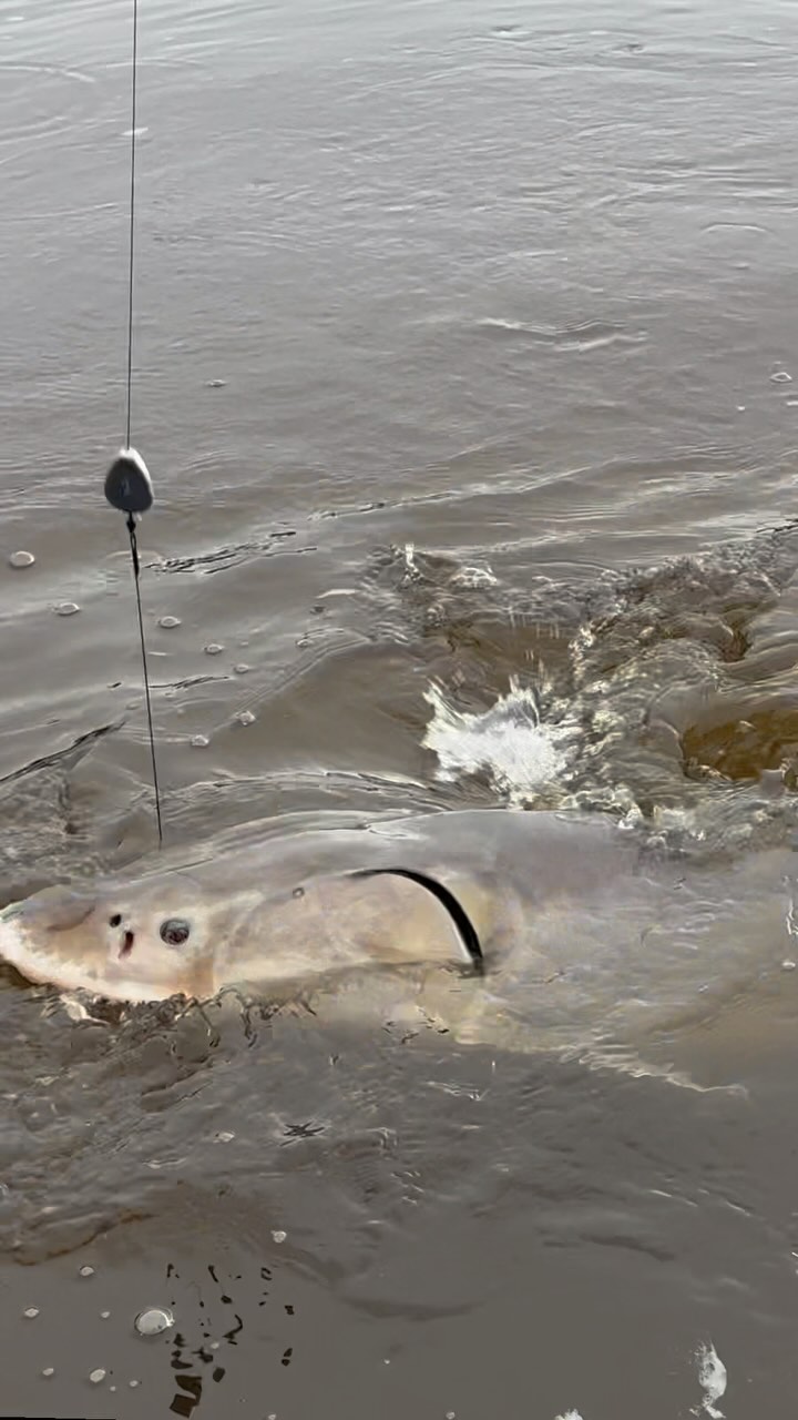 These fish are pretty darn cool! Takes many years for them to grow to ...