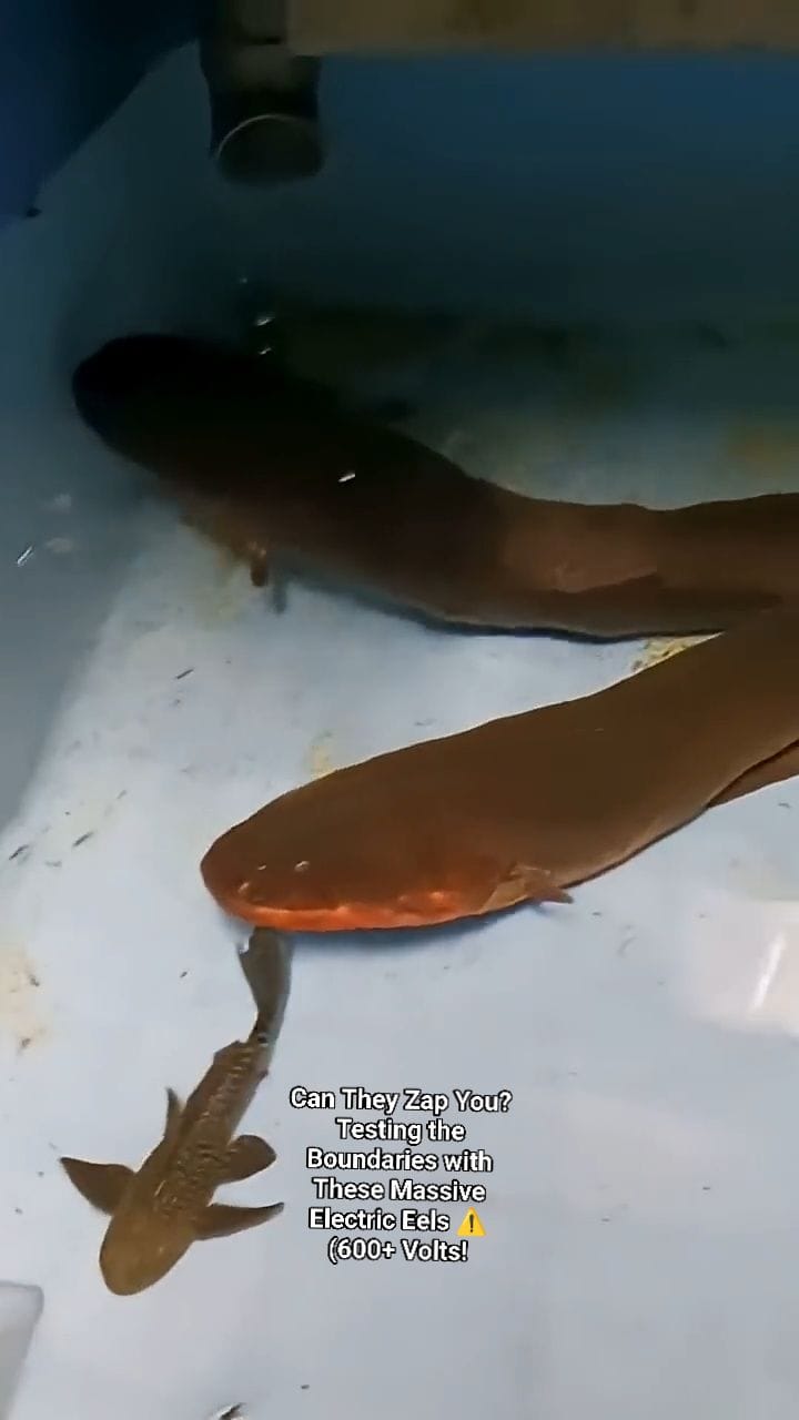 Monster Fish Spotlight: The Electric Eel setup, care, and shocking ...