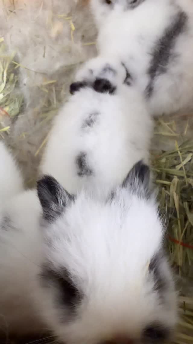 #netherlanddwarf #bunnyoftheday #gooseberryrabbity #bunnylove # ...