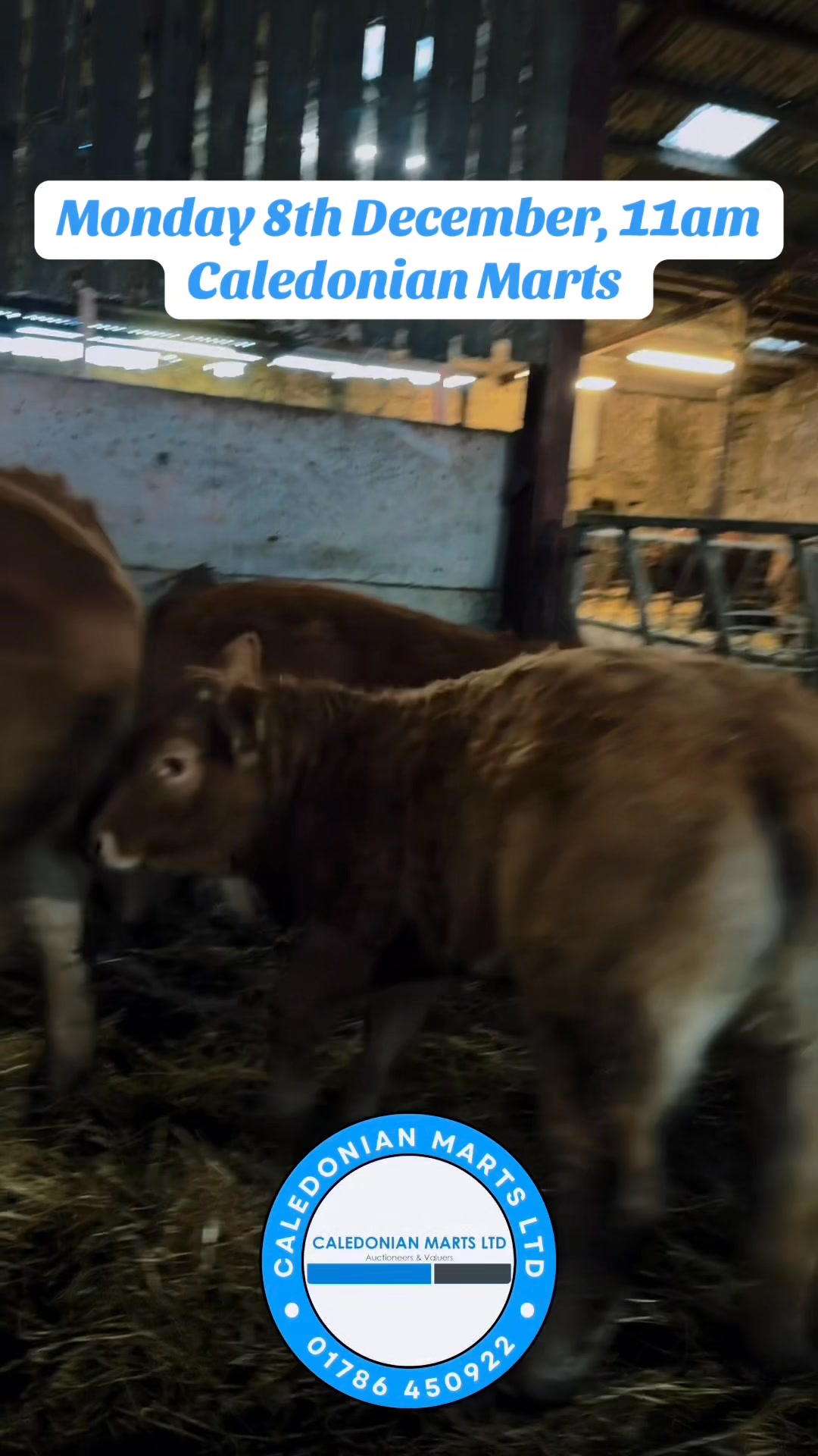 Monday 8th December at 11am Sale of 300 Store Cattle and Suckled Calves ...