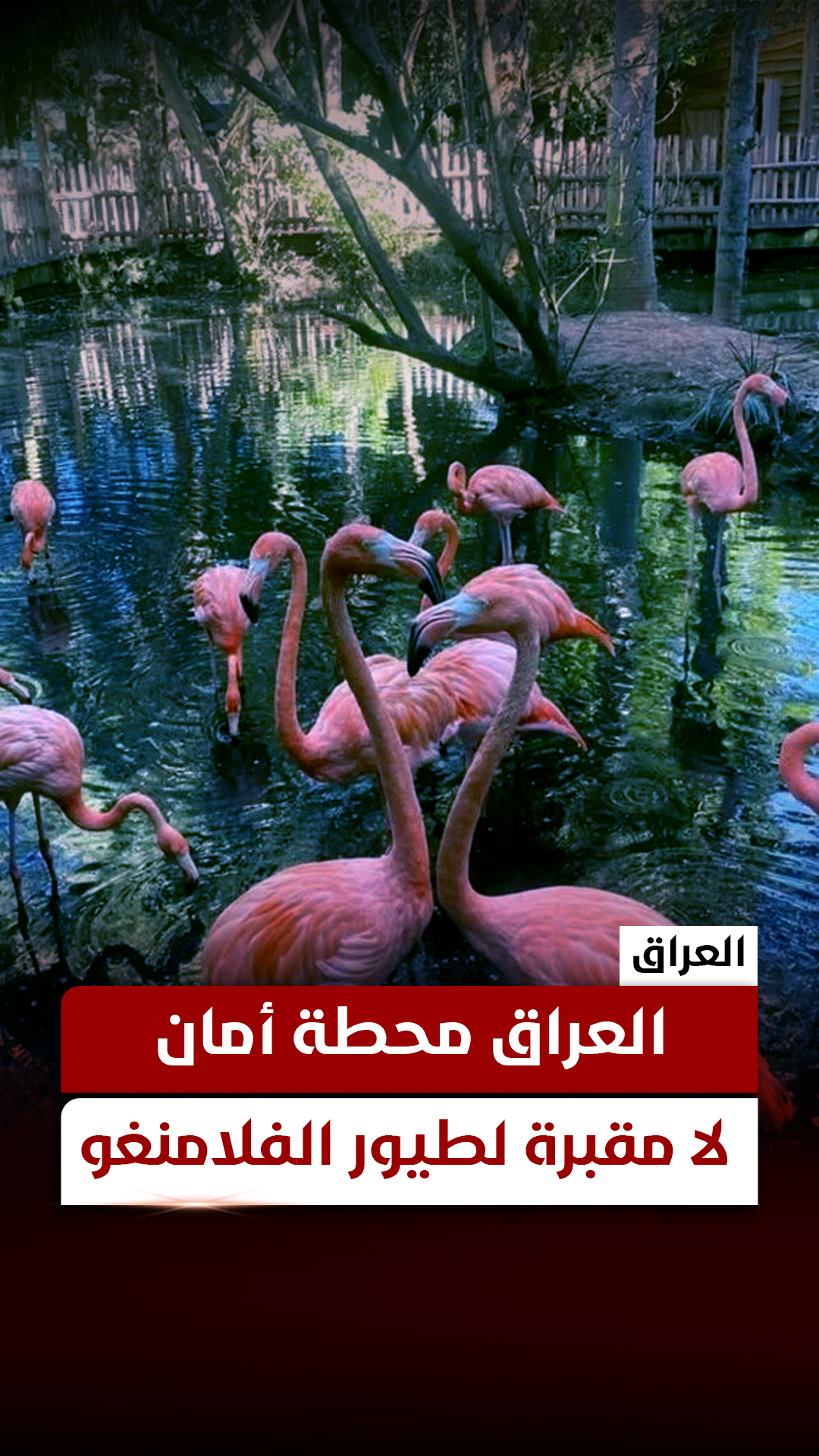 العراق محطة أمان.. لا مقبرة لطيور الفلامنغو | قناة العراقية الإخبارية ...