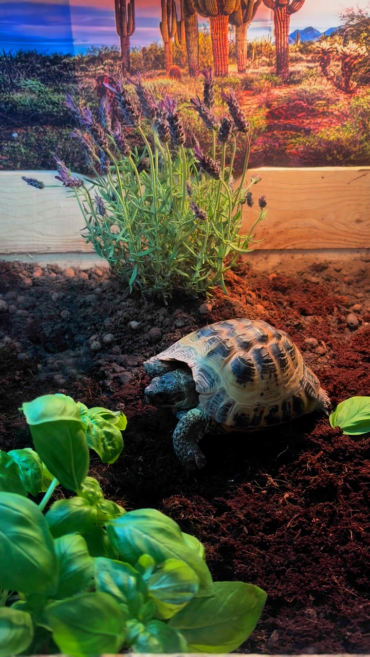 Midlands Reptile Rescue | Birmingham
