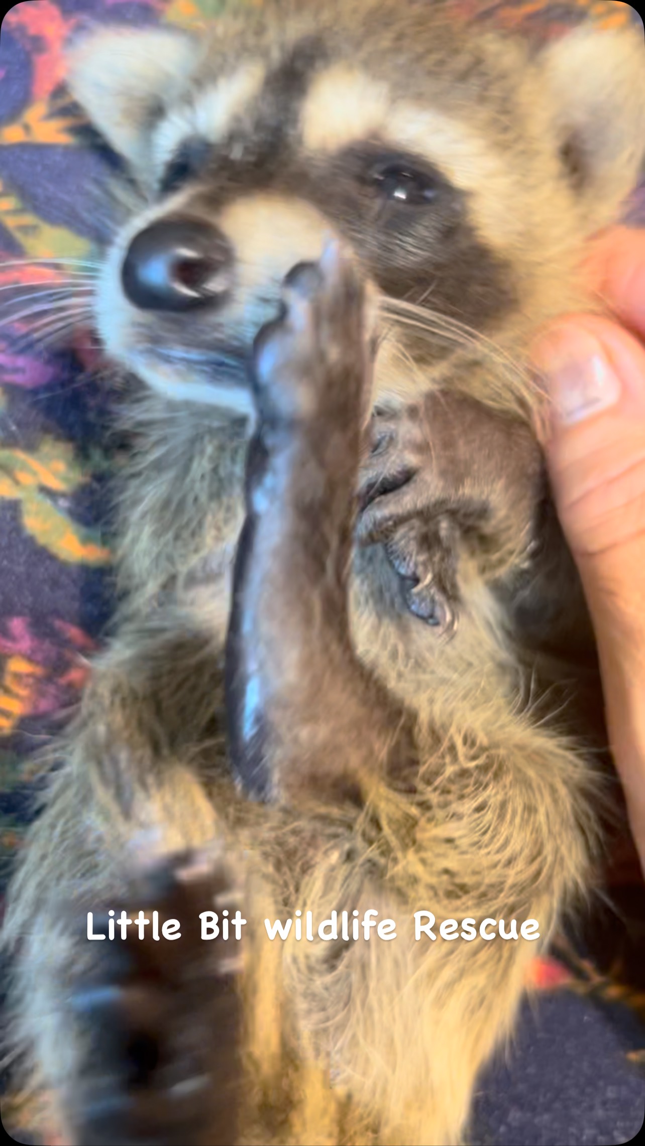 Update on the baby raccoon that face planted after falling from a tree ...