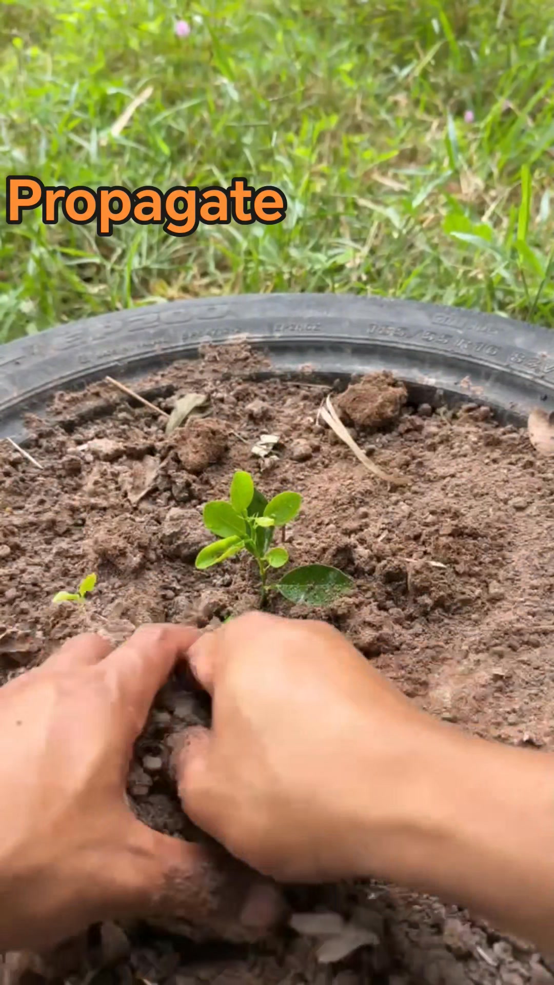 Amazing way how to propagate lemon from lemon fruit with banana in that ...