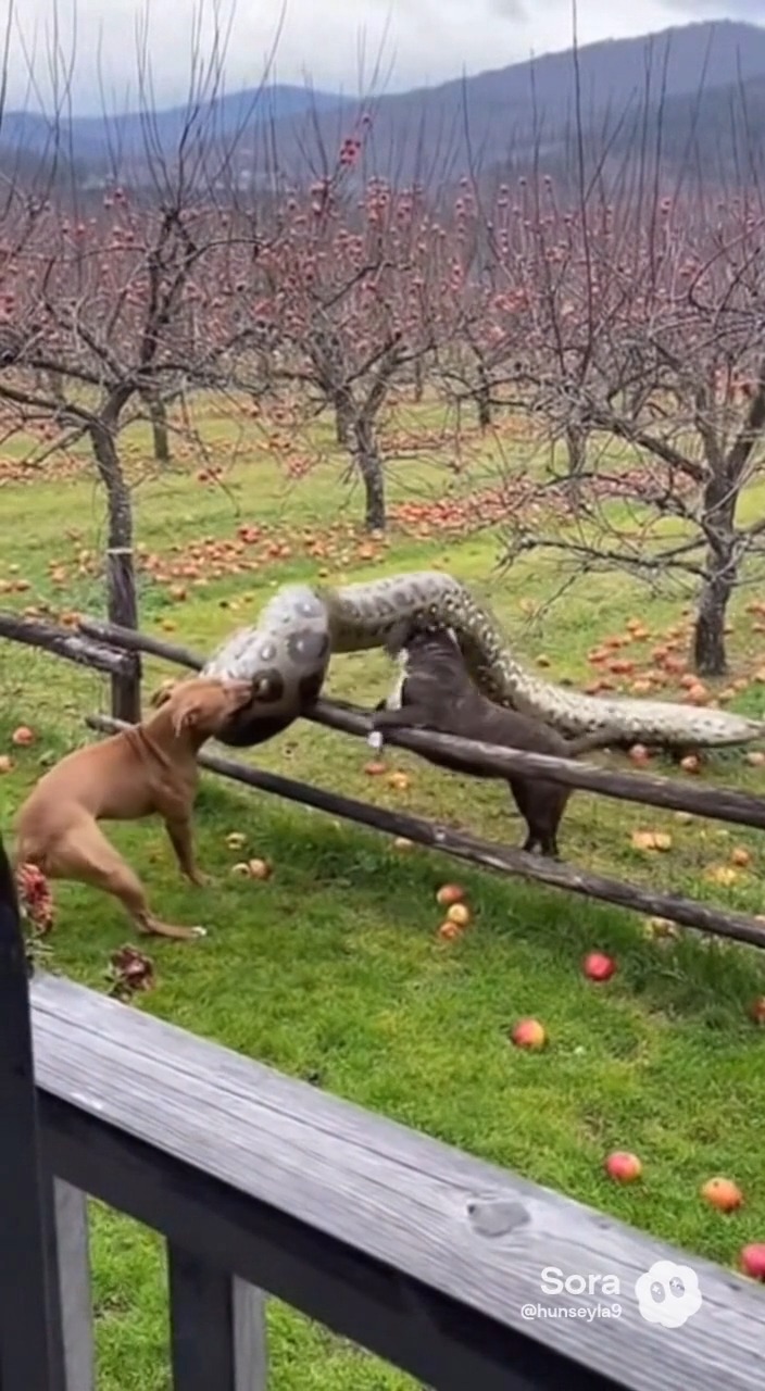 Strong Dog Attack Python | SEYLA WOOD Projects | Facebook