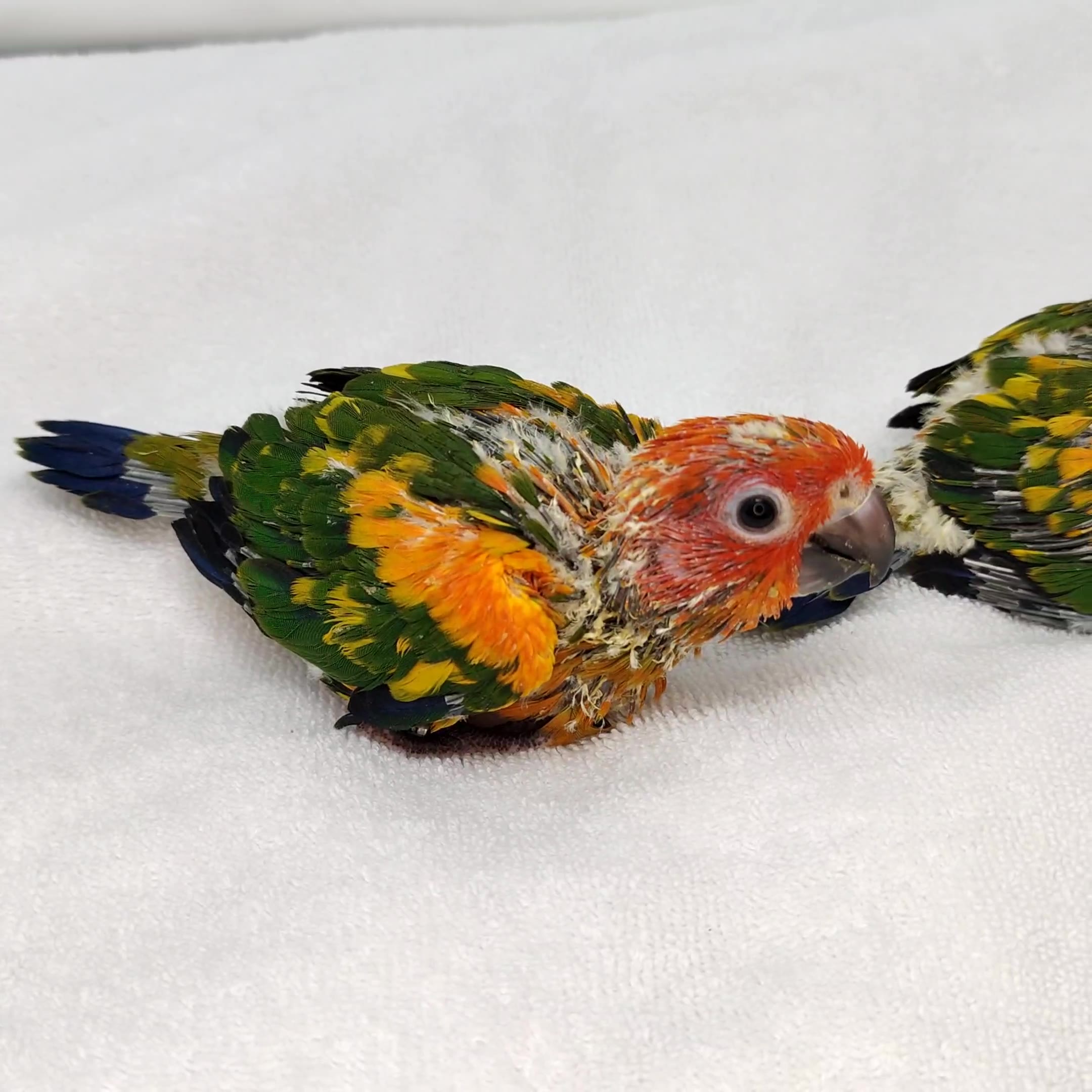 One of my favorite mutations is the red factor sun conures. The red ...