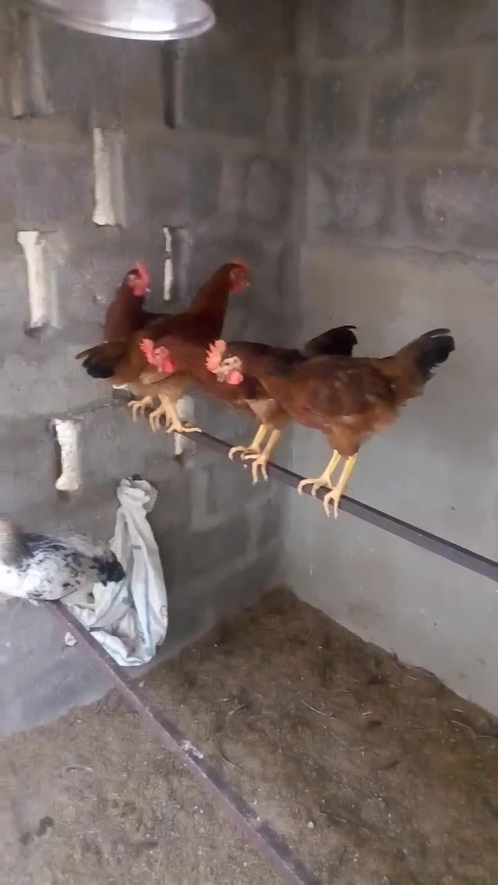 Shah Poultry | Karachi