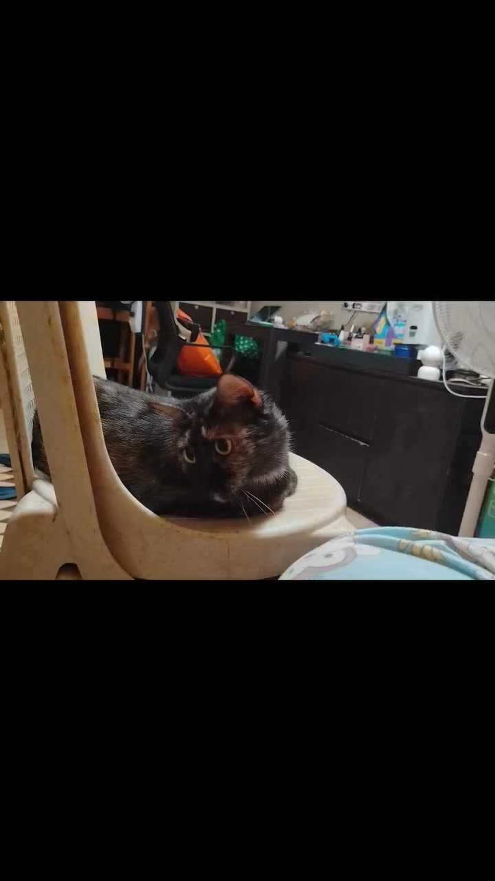 Cats with Rizz on Reels | Facebook