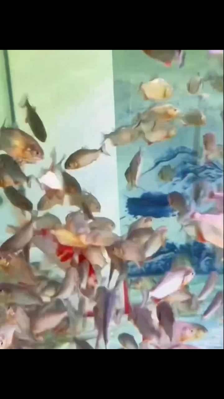 Piranha vs. Koi fish 😱😨😲 #PmIsdaKey #isdaislife #Holidays # ...