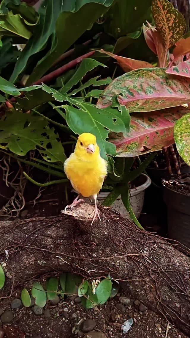 Curated visual reference: Gallery Detail: Canary Bird Singing Canarybirds Canary Canarybird Birds