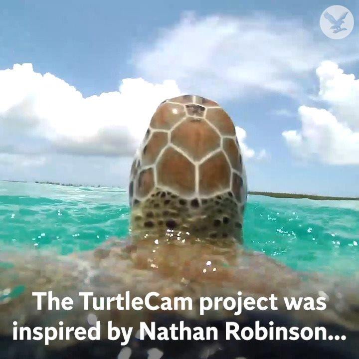 The Independent - Sea turtles... with cameras on their shells | Facebook