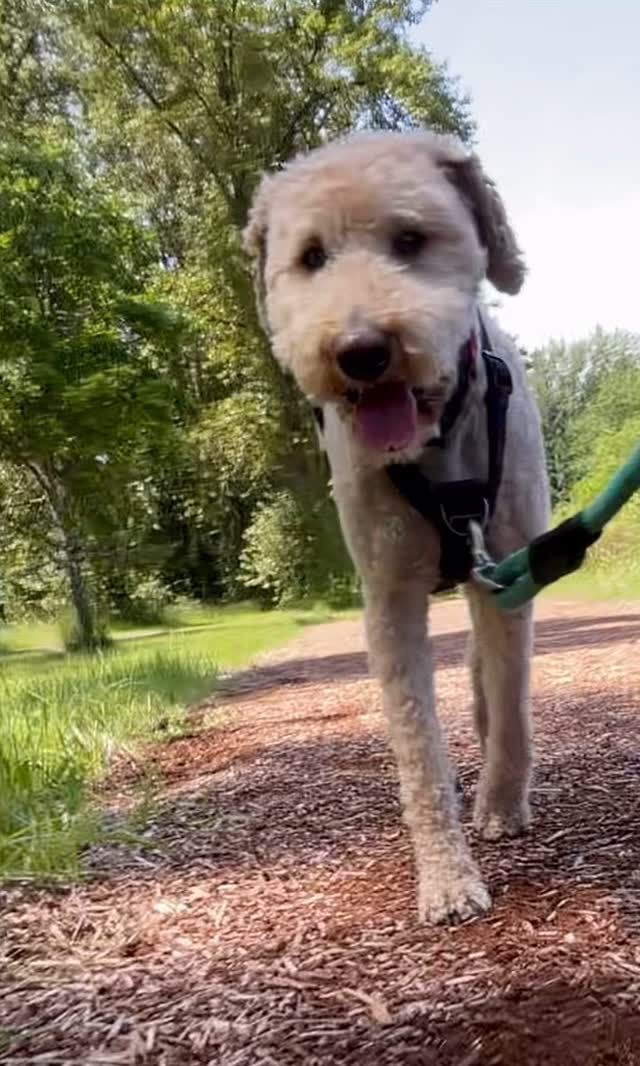 Oregon Ruff Runners | Eugene OR