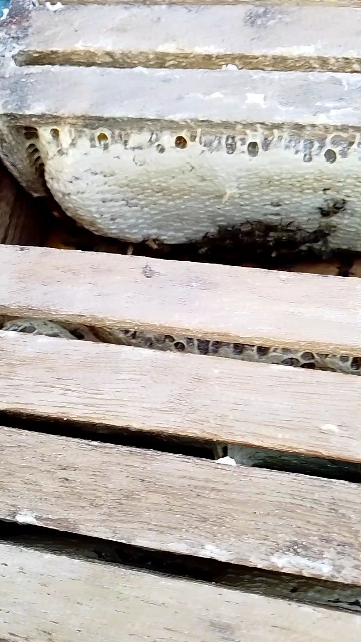 #Dhajeabeekeeping 🐝🐝🐝 Honey harvesting 🍯🍯🍯 #ScientificBeekeeping # ...