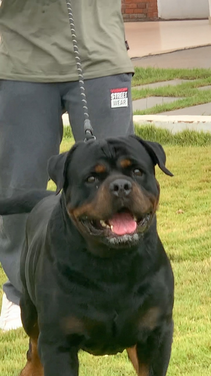 Ice Cube ️ ️ ️ Haus Of Vigilio Rottweilers Rottweiler World 😍😍😍😍 ...