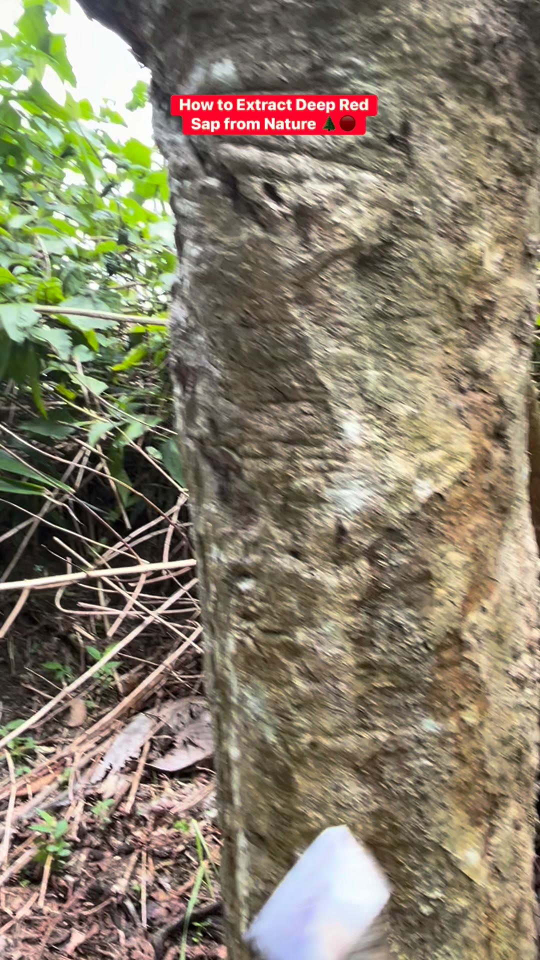 How to Extract Deep Red Sap from Nature 🌲🔴A traditional natural process ...
