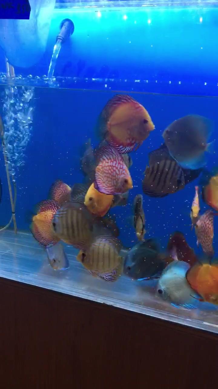 The Discus Collection | San Antonio TX