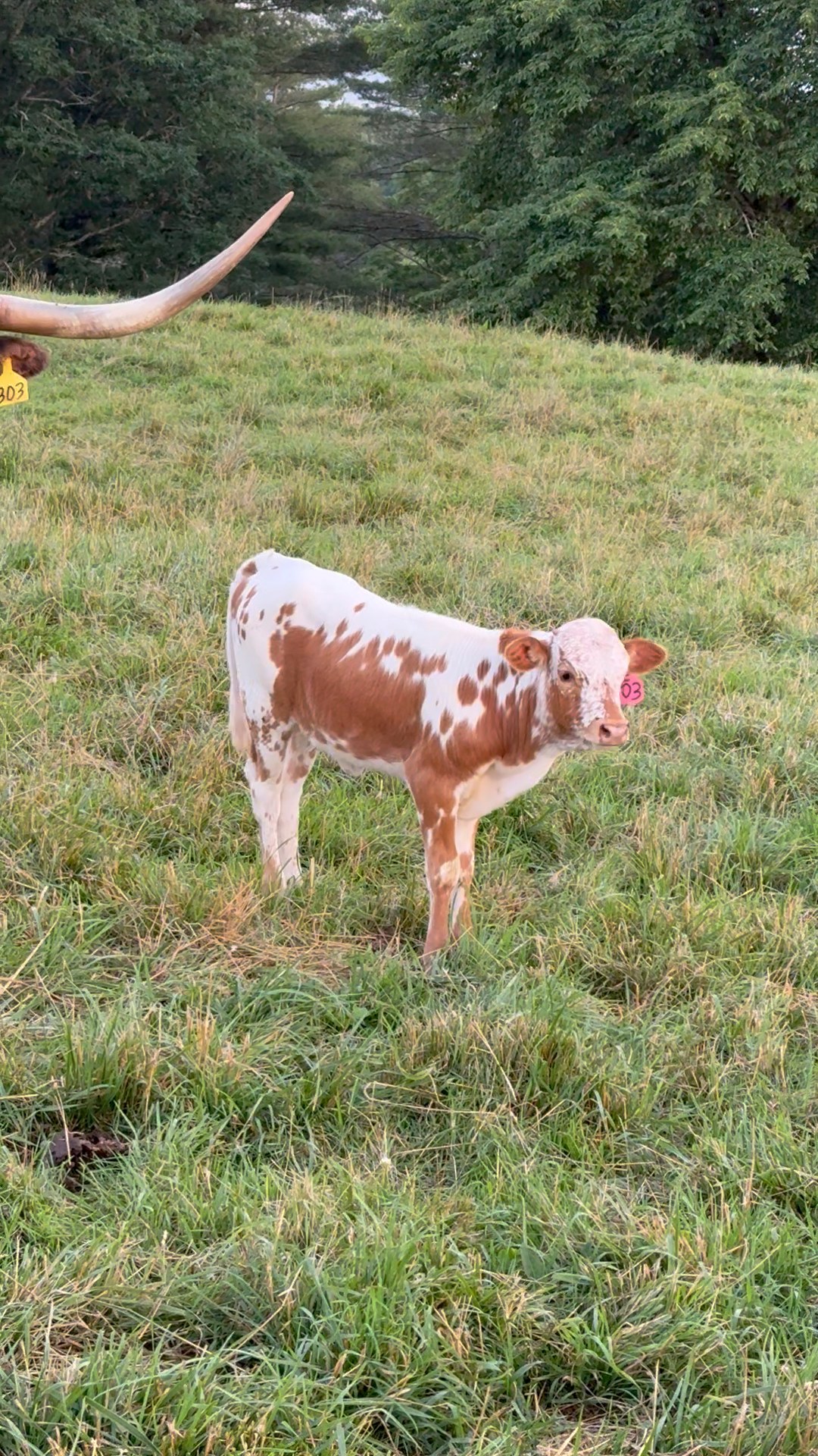Leonard New River Ranch | Galax VA