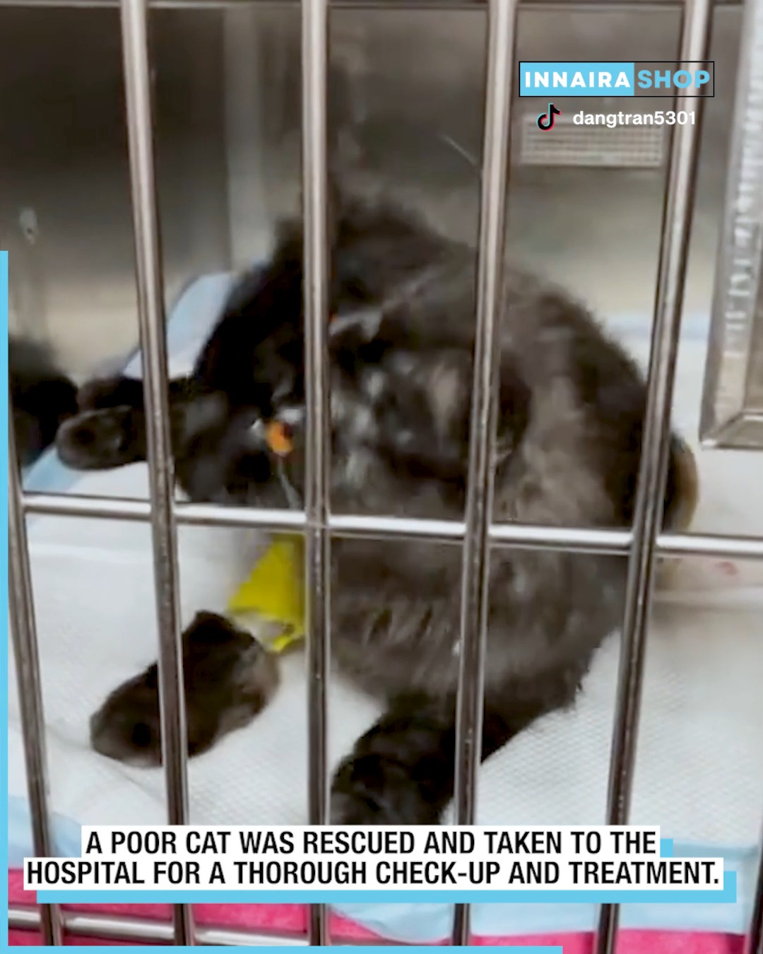 Poor Cat Rescued on the Road, Now on the Path to Recovery 🐱 | Innaira ...