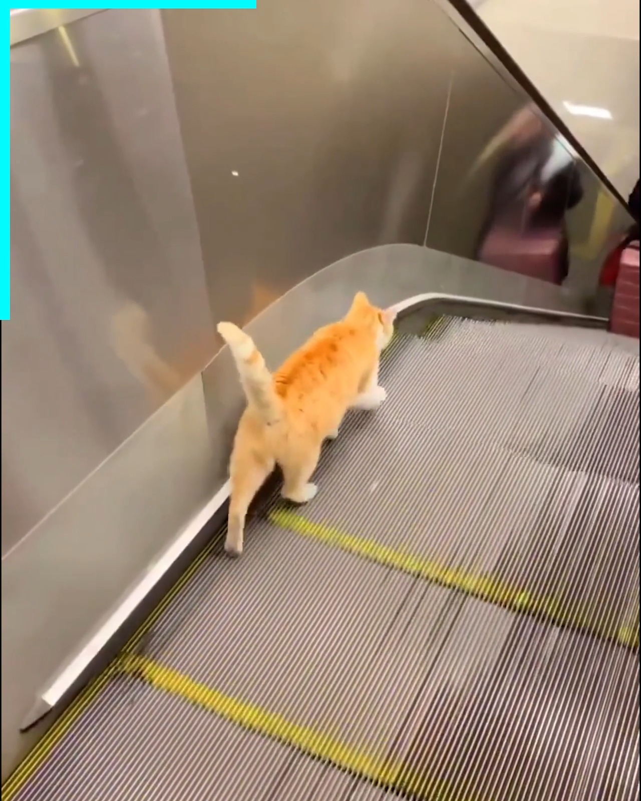 Oh my gosh what's wrong with this staircase 😸😆 | Don Pets | Facebook