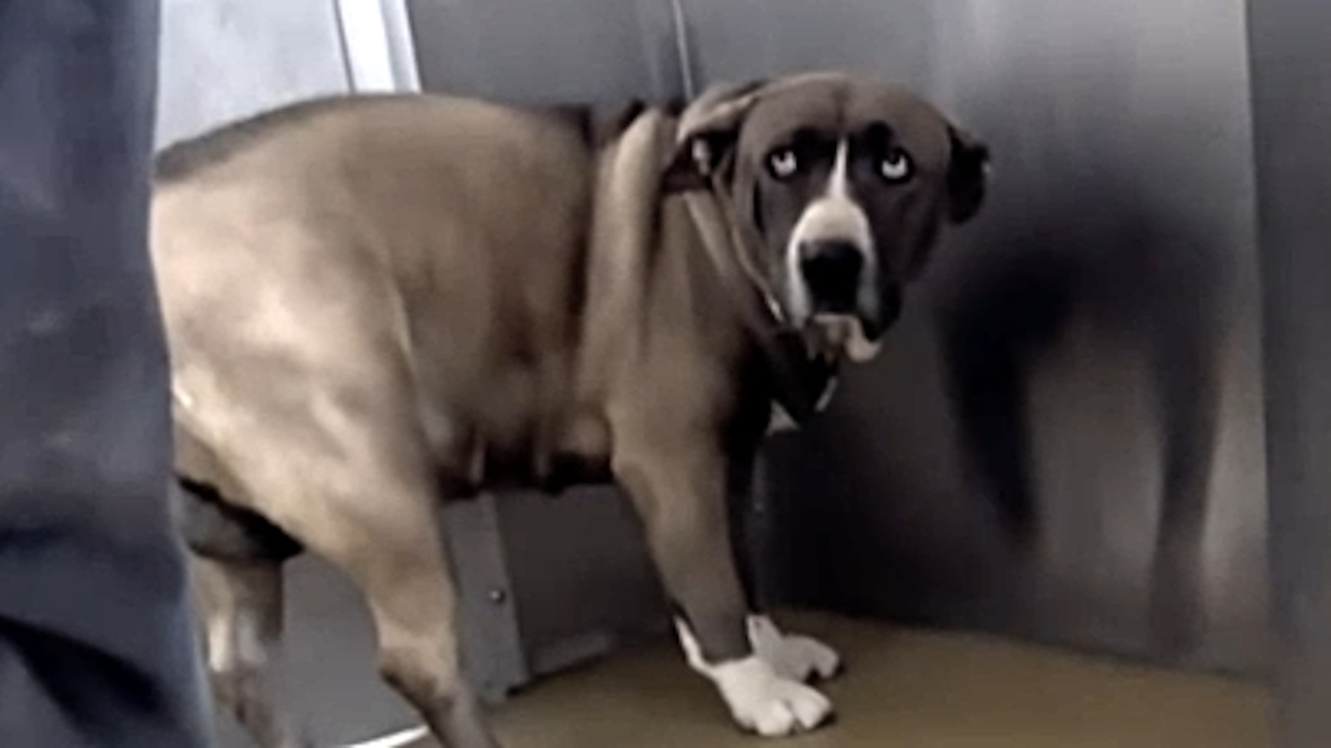Dog looks devastated when family abandons her We interviewed instagram ...