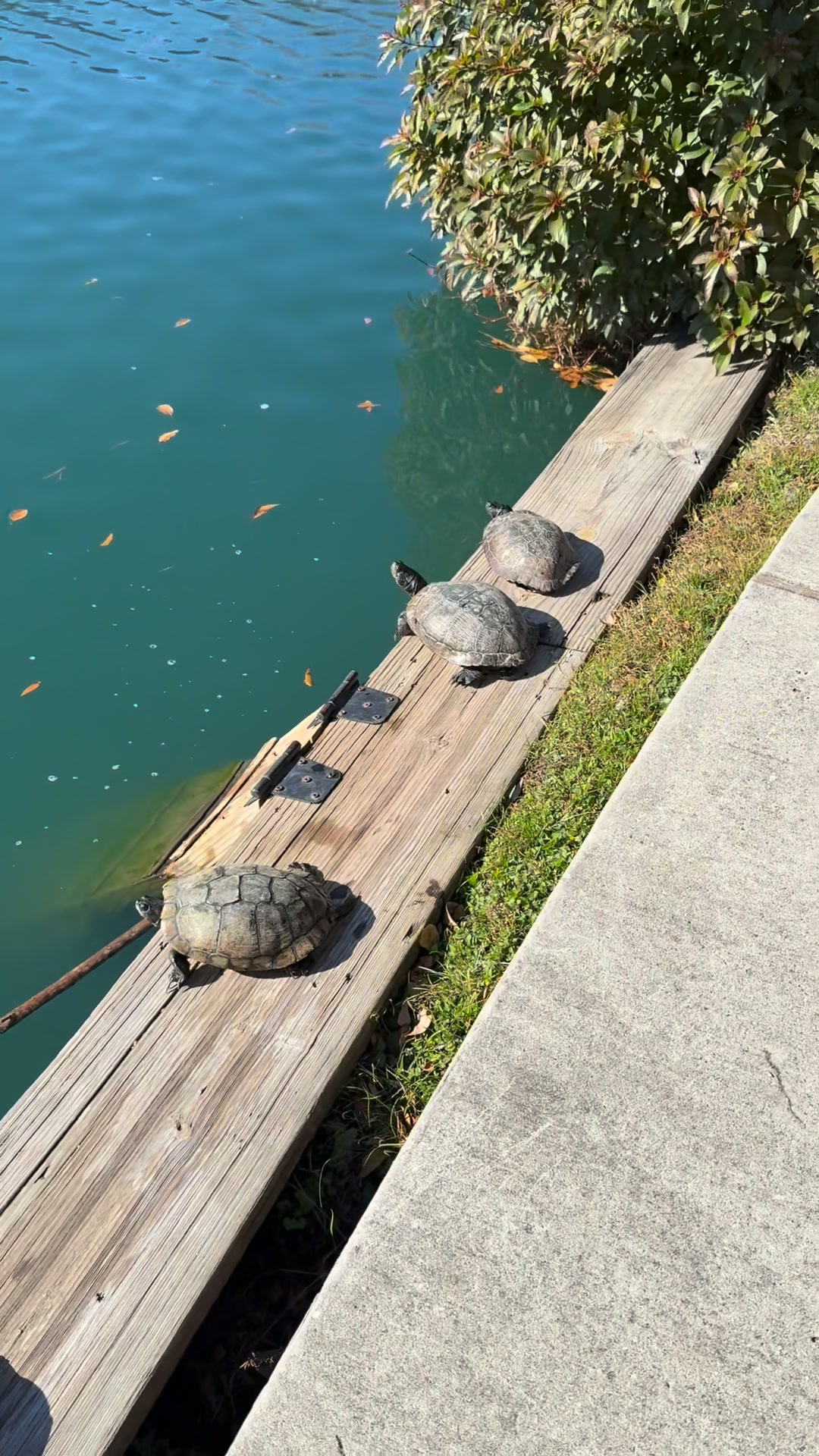 Could you please tell me what types of turtles are these? #Turtle # ...