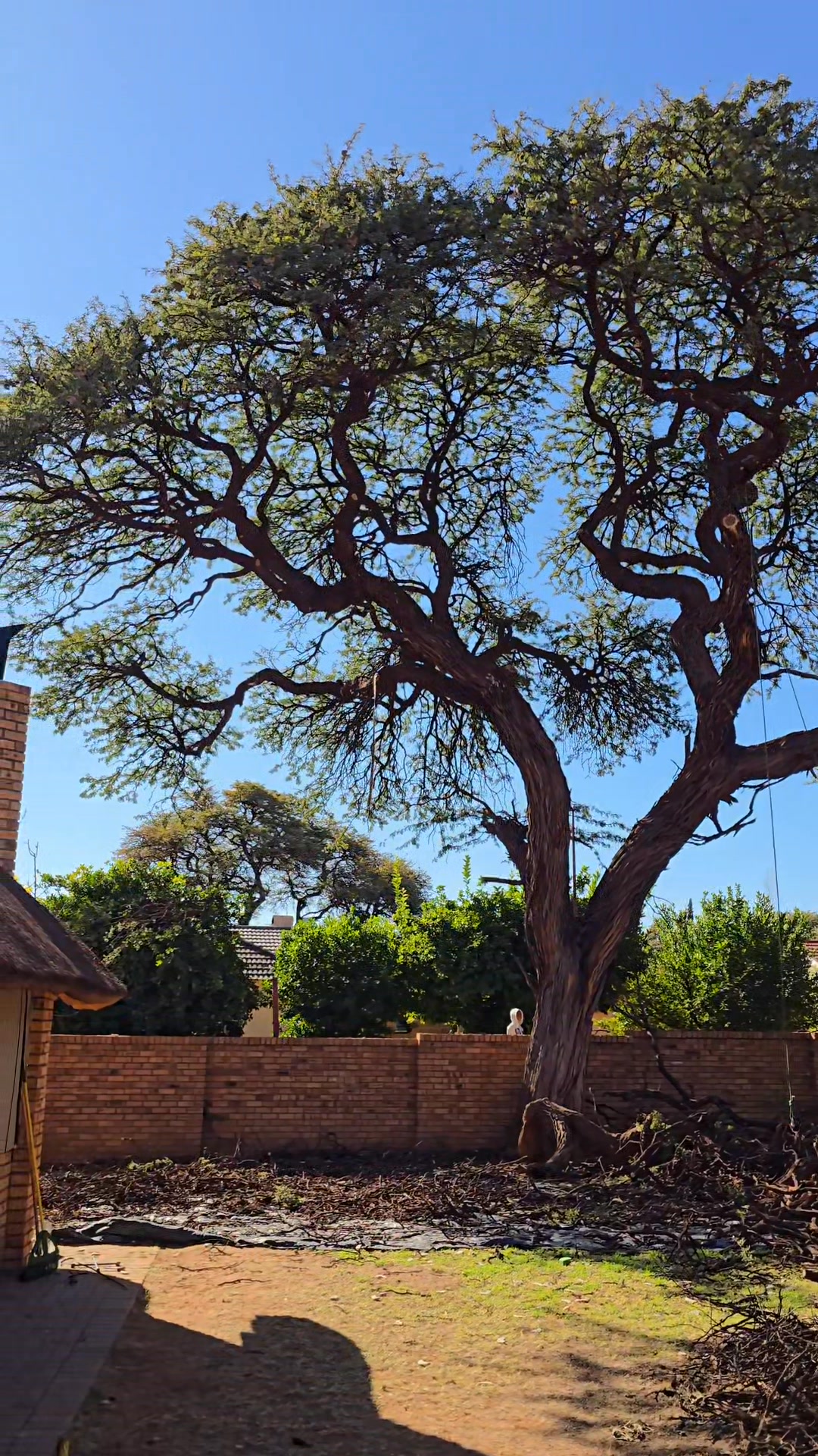 Top Cut Tree Felling & Landscaping | Kuruman