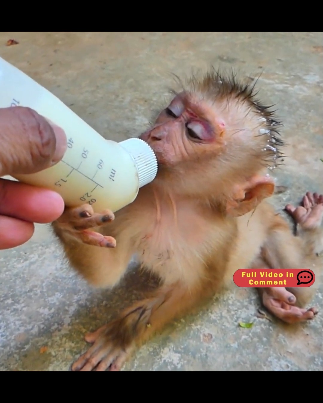 Injured Baby Monkey Archie Fighting to Survive | Fish 01 | Facebook