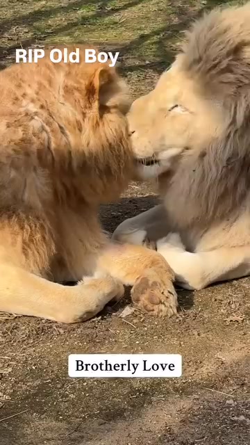 Heartbreak for Lincolnshire Wildlife Sanctuary who posted this video ...