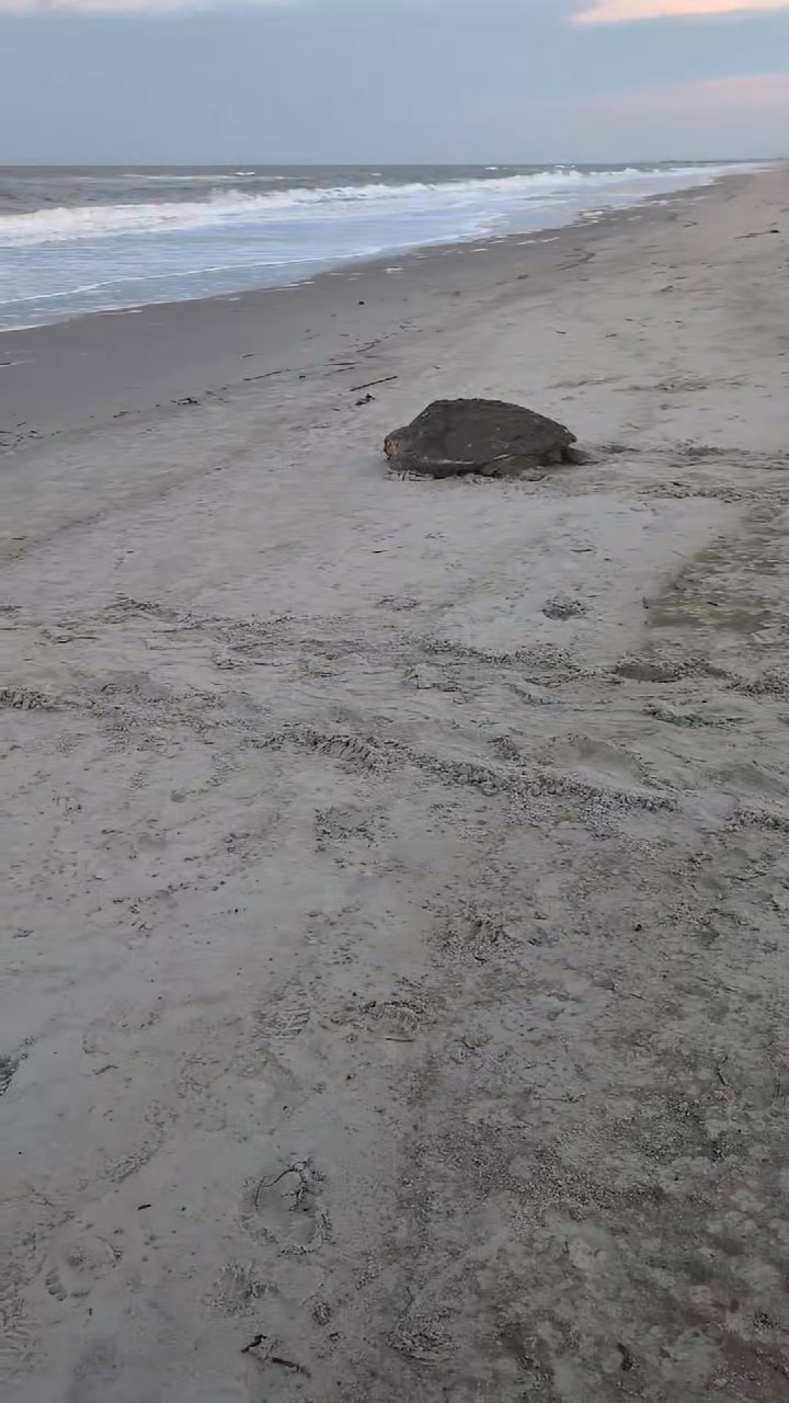 Post #2 of our early morning sea turtle nester leaving to go back home ...
