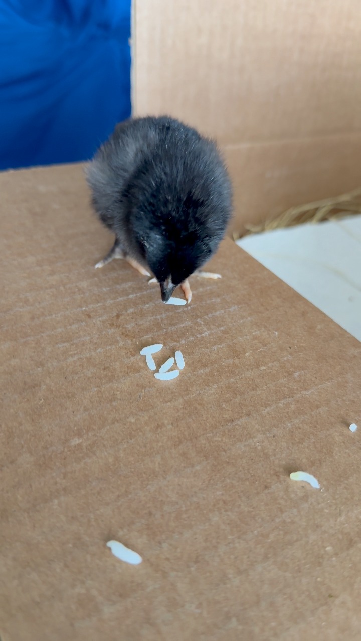 Little chick eating rice and loving every tiny bite 🍚🐥 . . . . . . # ...