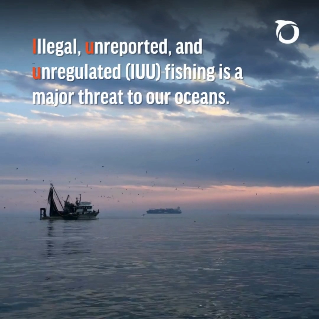 ⚠️IUU⚠️ 🎣 Today is the International Day for the Fight Against IUU