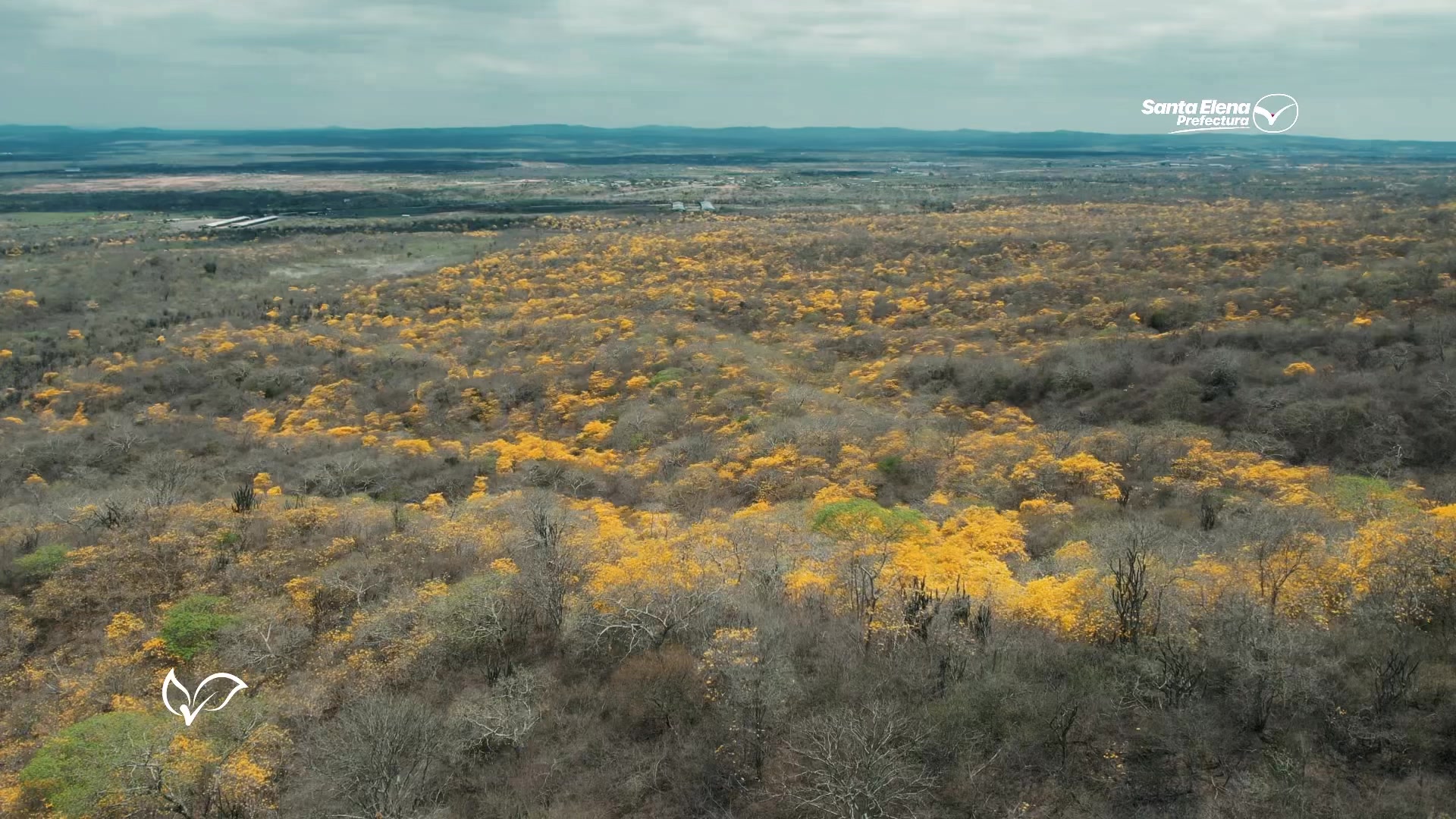 En Santa Elena tenemos un tesoro natural: un bosque seco único que da ...