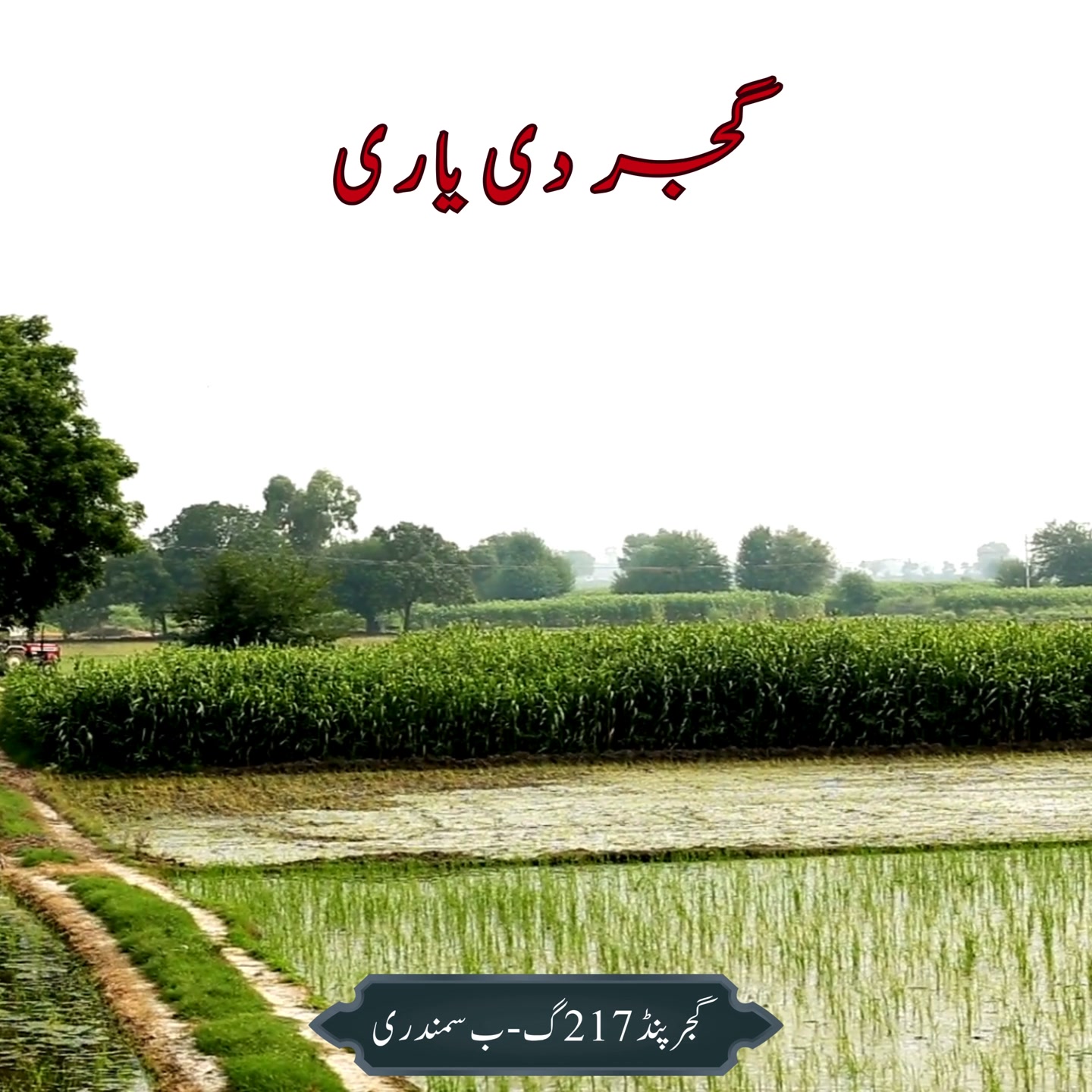 گجر دی یاری! #villagelife #Pakistan #Samundri #217GBPind #village ...