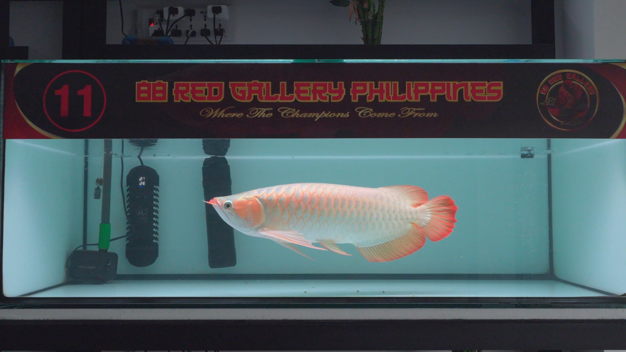 Champion, Award Winning Arowanas Using Super Vital Tanning Lights